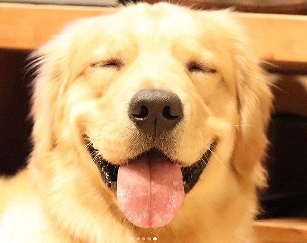 微笑むゴールデン・レトリーバー