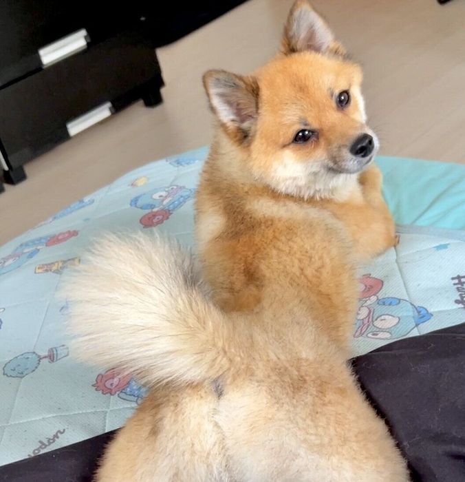床に寝転がるちびくん
