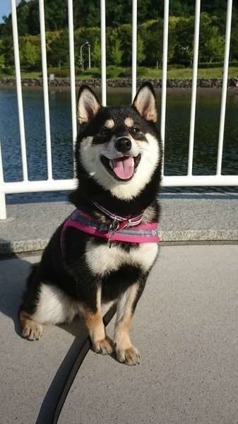 柴、朝のお散歩