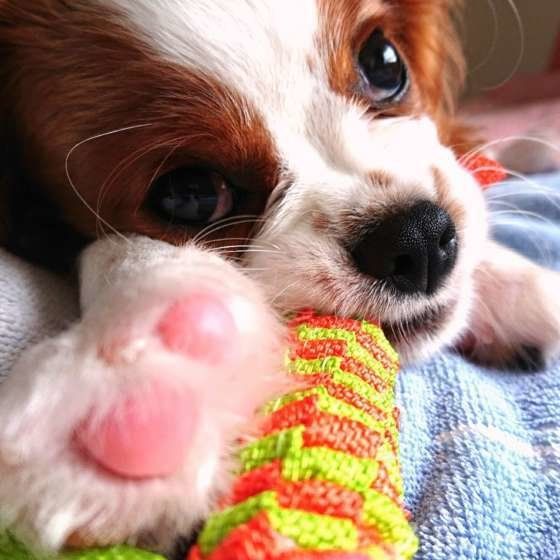 ピンク色の肉球　めるもちゃん