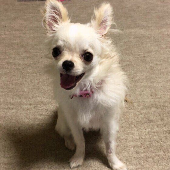 チワワのカノンちゃん