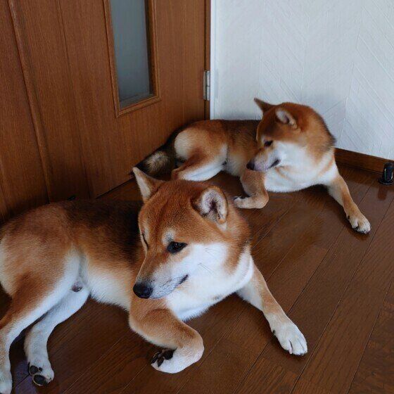 ポーズがシンクロする柴犬たち