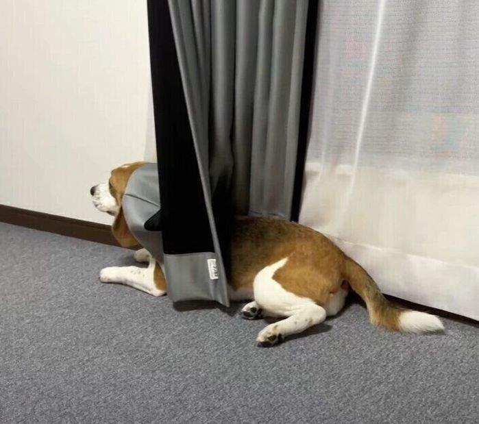 カーテンに隠れている犬