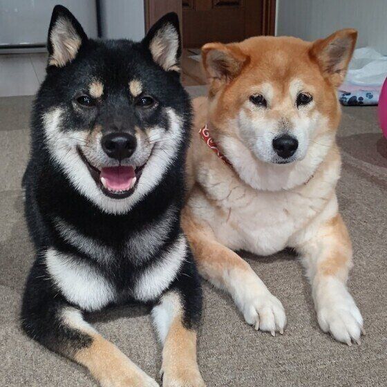 怖い？ 痛い？ 犬が「後ずさり」する理由 いぬのきもち