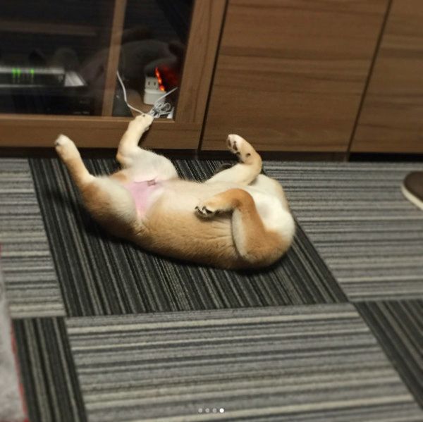 電池切れでゴロンする柴犬