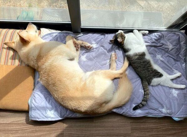 シンクロ寝するくるりちゃん、ななちゃん