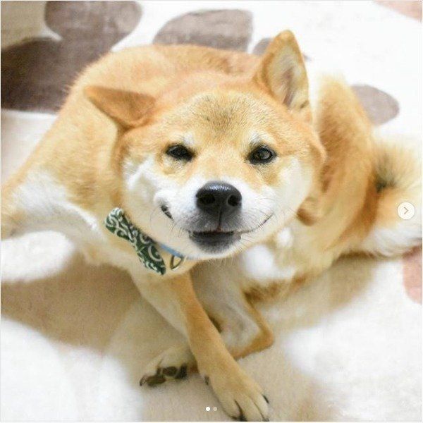 カイカイする柴犬