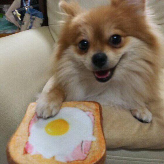 ポメラニアンのサンちゃん