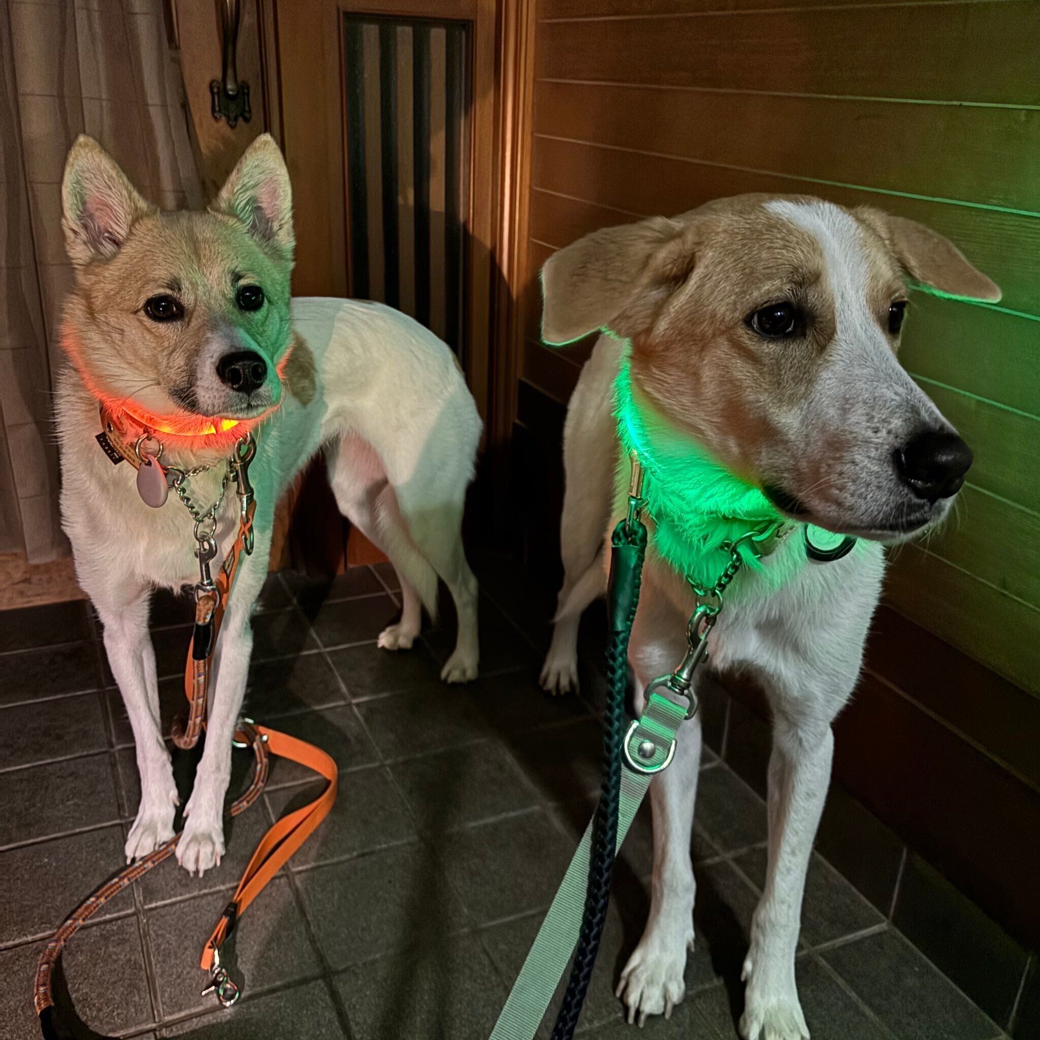 夜のお散歩　光る首輪をつける愛犬たち