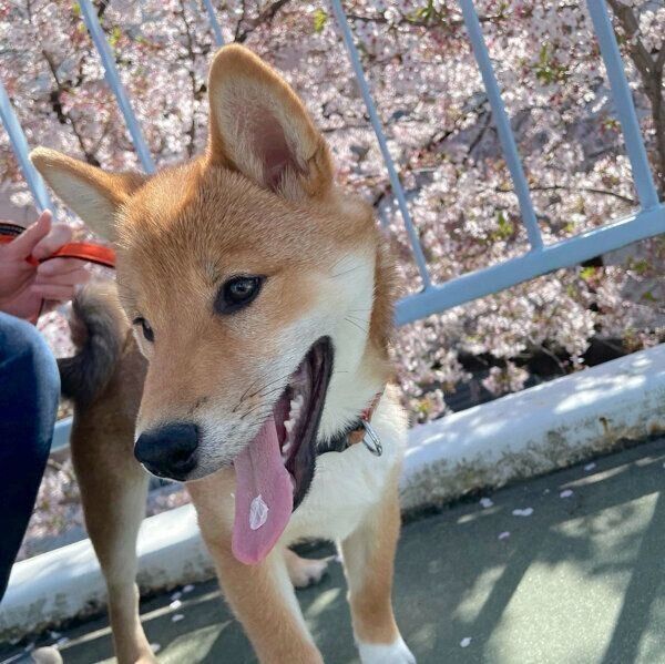 お散歩を楽しむちまきくん