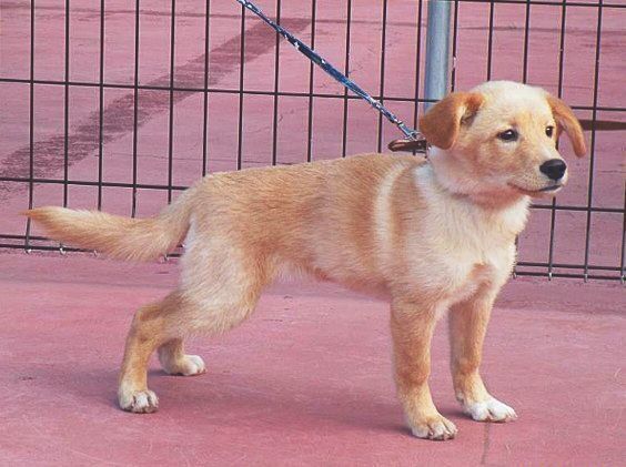 ナッツちゃんは子犬時代、路上を一頭でさまよっていたそう。生後４カ月のころ迎えられました