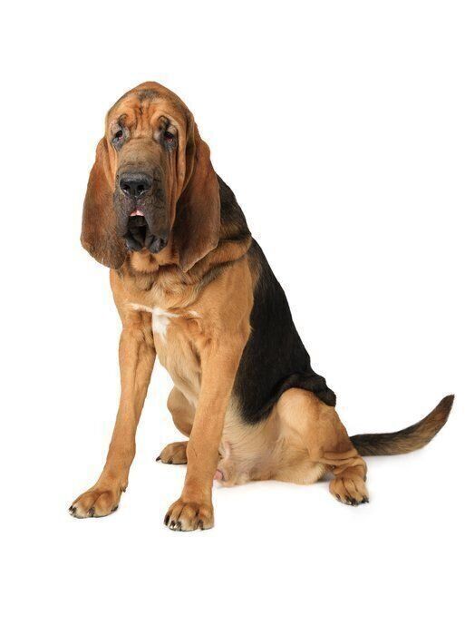 ブラッドハウンドの特徴 性格 最新価格と飼い方 いぬのきもち 犬図鑑 いぬのきもちweb Magazine