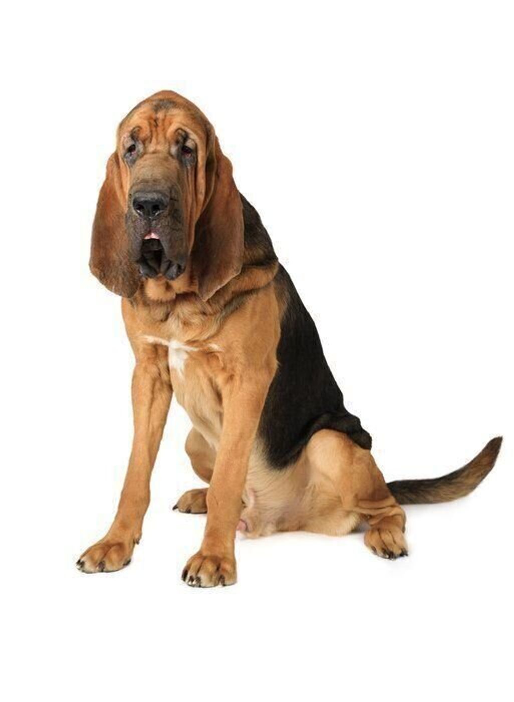 ブラッドハウンドの特徴 性格 最新価格と飼い方 いぬのきもち 犬図鑑 いぬのきもちweb Magazine ブラッドハウンドの特徴 性格 最新価格と飼い方 いぬのきもち 犬図鑑 いぬのきもちweb Magazine