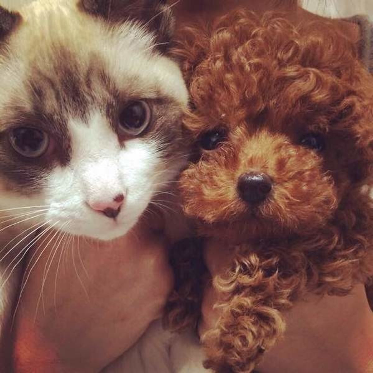 いぬのきもち 犬と猫って一緒に暮らせるの 性格や飼い方の違い 犬猫動画 いぬのきもちweb Magazine いぬのきもち 犬と猫って一緒に暮らせるの 性格や飼い方の違い 犬猫動画 いぬのきもちweb Magazine