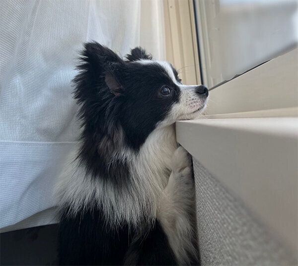 外を眺めるあるとくん