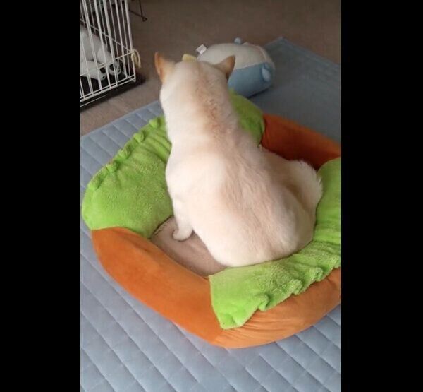 洗いたてのベッドに座るはるちゃん