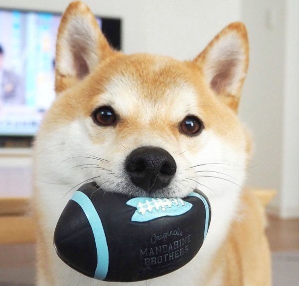 おもちゃをくわえるこてつくん