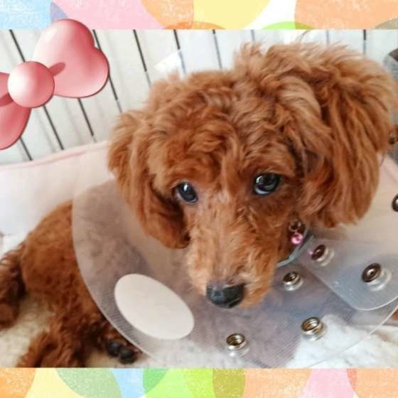 犬の乳腺腫瘍に気をつけよう