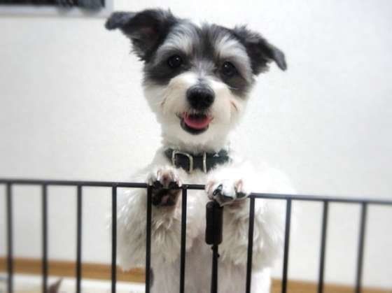 見つめる犬