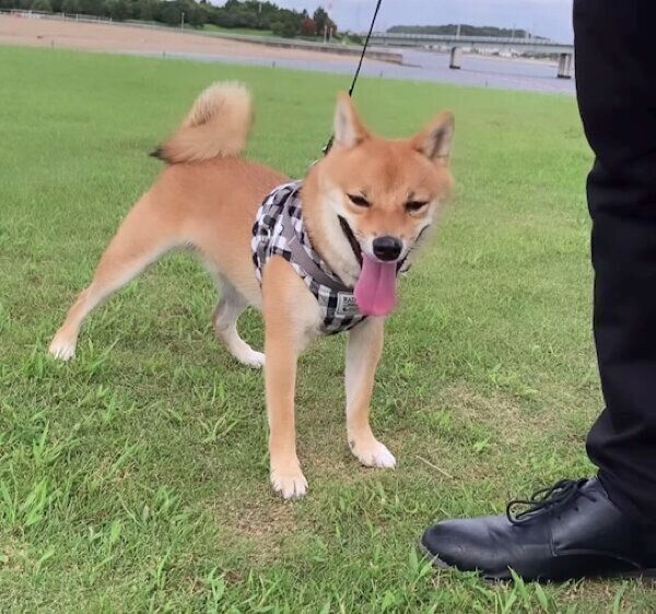 散歩を楽しむまるくん