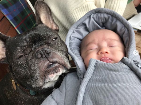 弟の面倒を見る犬