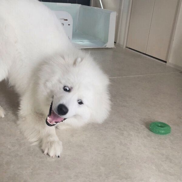 おもしろい表情をするもものすけくん