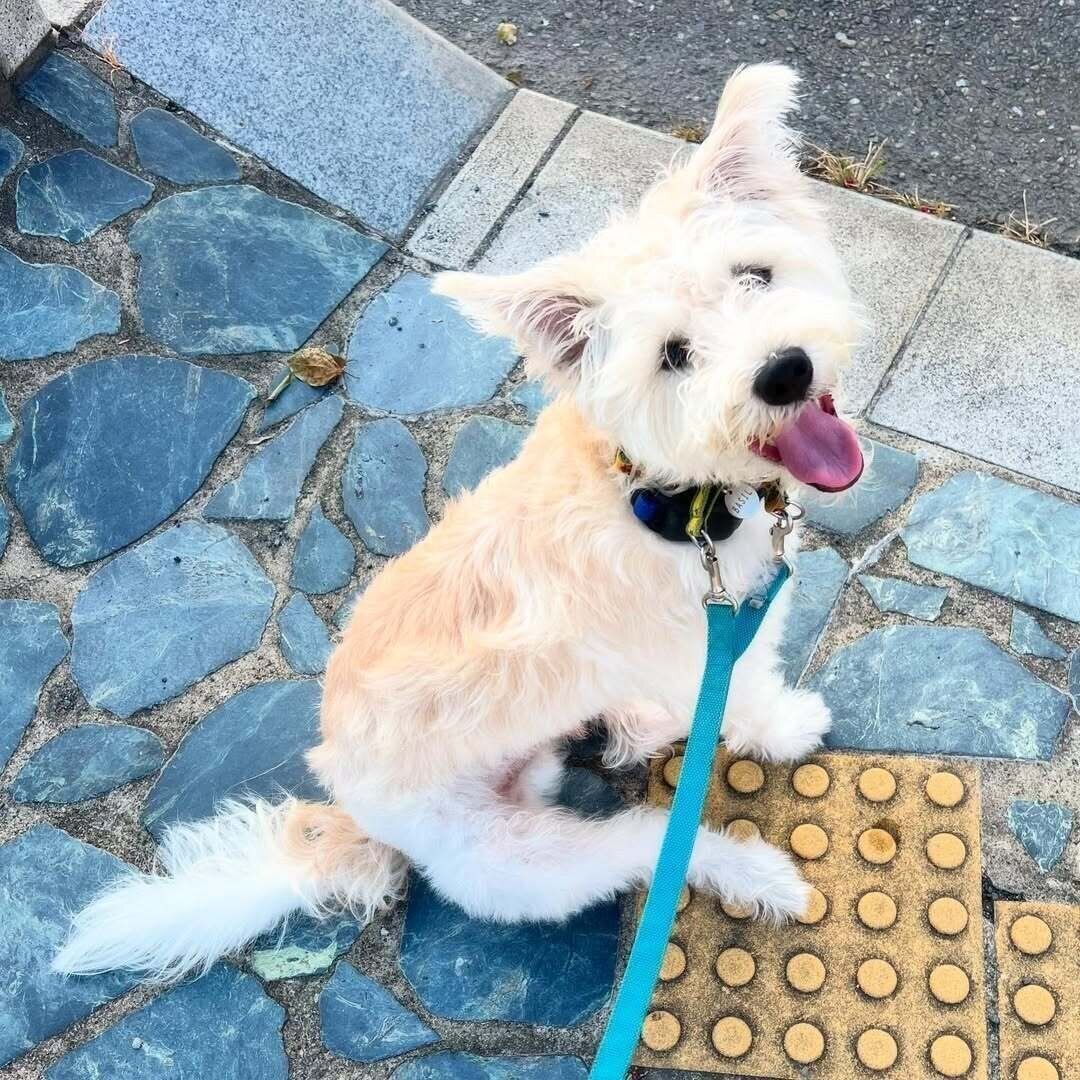 「いつもの交差点」散歩中の楽しそうな様子が伝わってくる1枚