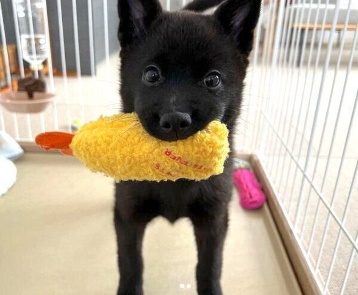 エビフライ愛 が強い生後3カ月の甲斐犬 成長しても 大好き が止まらない姿が可愛い いぬのきもちweb Magazine エビフライ愛 が強い生後3カ月の甲斐犬 成長しても 大好き が止まらない姿が可愛い いぬのきもちweb Magazine