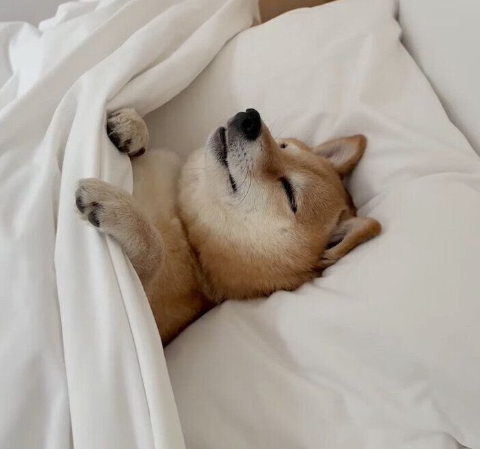 布団で眠るはなちゃん