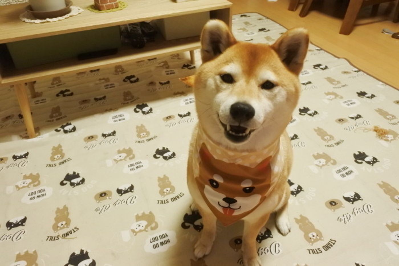 柴犬マロたん 柴グッズを増やすママに困惑の春 ママ かわいいっていいすぎですよー いぬのきもちweb Magazine 柴犬マロたん 柴グッズを増やすママに困惑の春 ママ かわいいっていいすぎですよー いぬのきもちweb Magazine