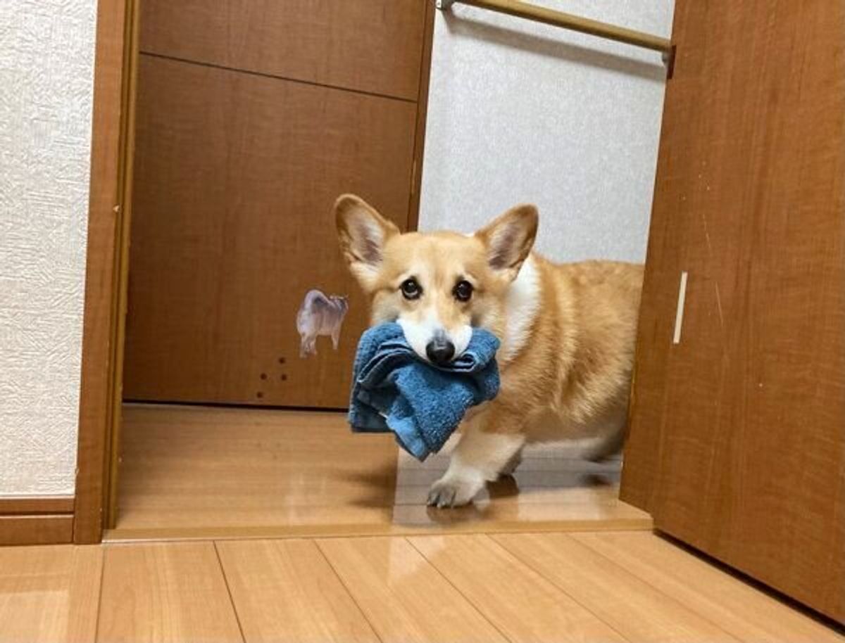 お洗濯するよー と言うと タオルをくわえて登場 賢くて可愛さ満点 な犬の行動にほっこり いぬのきもちweb Magazine お洗濯するよー と言うと タオルをくわえて登場 賢くて可愛さ満点 な犬の行動にほっこり いぬのきもちweb Magazine