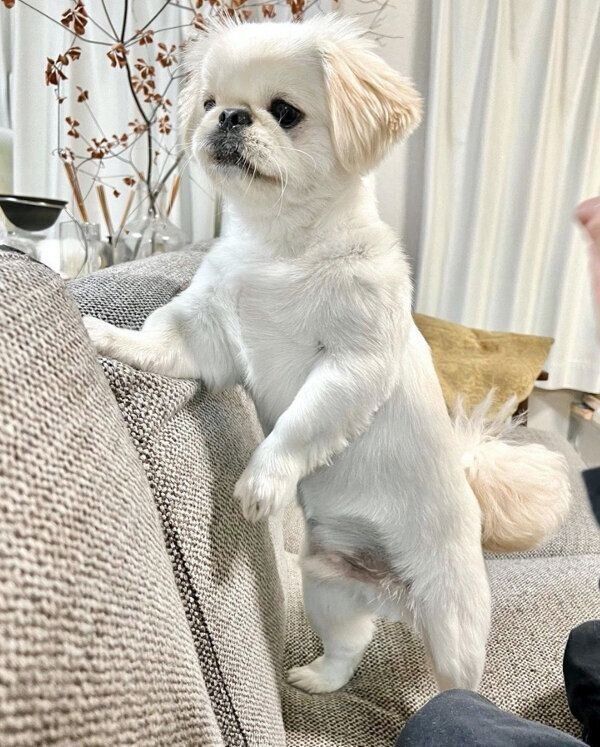 来客を見つめるムーチョくん