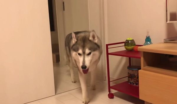 飼い主さんを無視するシベリアン・ハスキー