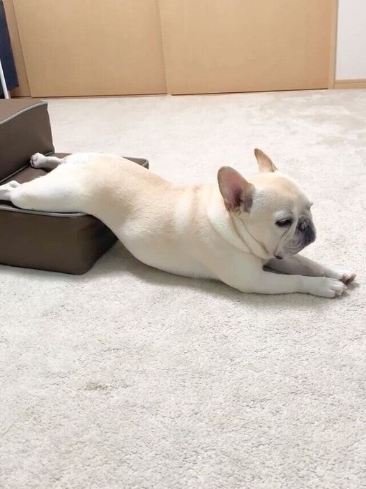 雨の日のエルモくん、少し眠そうな様子