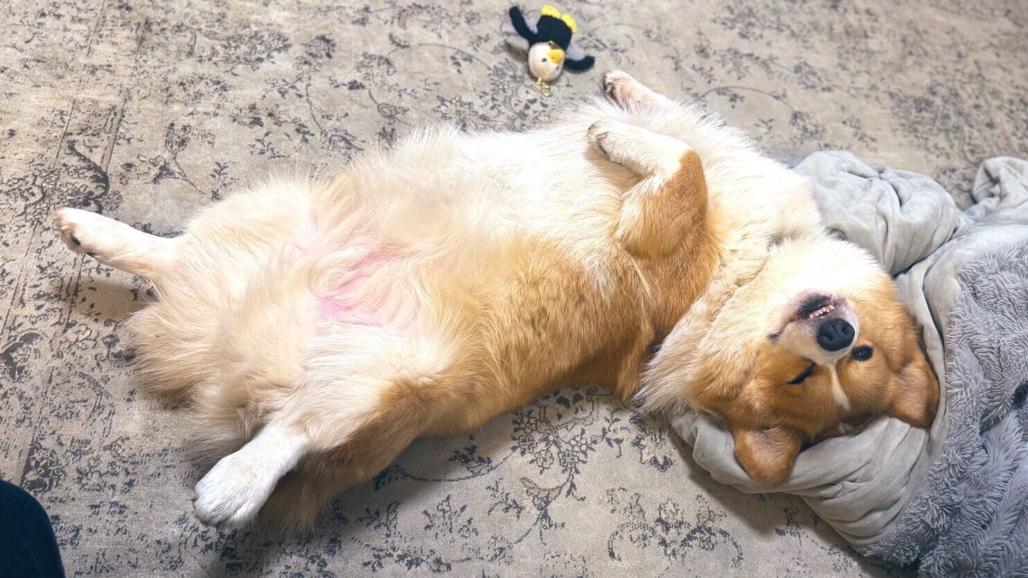 ヘソ天するラッキーくん