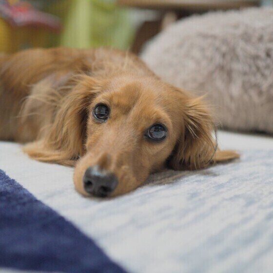 ダックスフンド