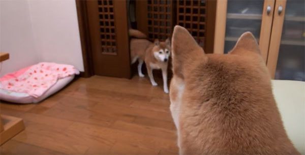 パパさんの帰宅を待つ柴犬