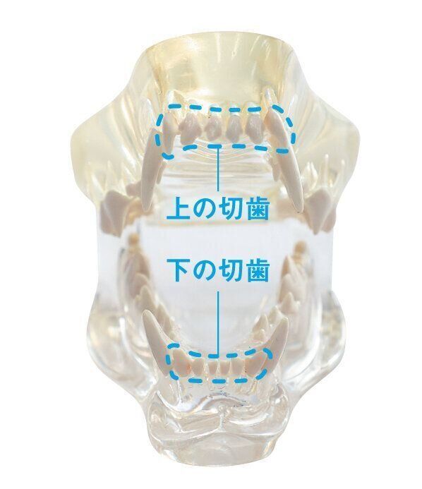 犬の切歯