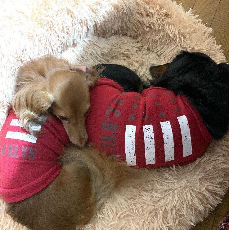 お尻を枕に！？犬団子