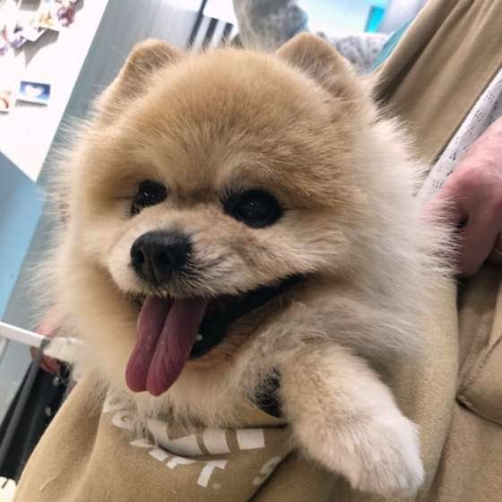 嬉しそうな表情のポメラニアン