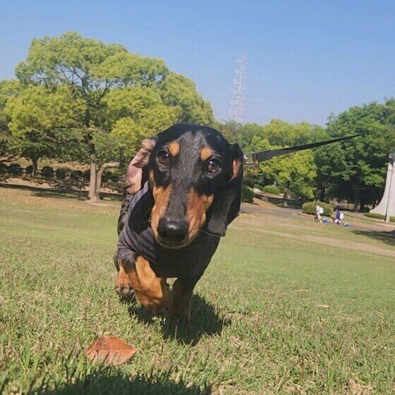 ミニチュア・ダックスフンドの銀くん