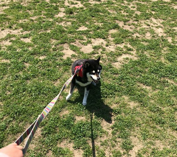 拒否犬ストラップ