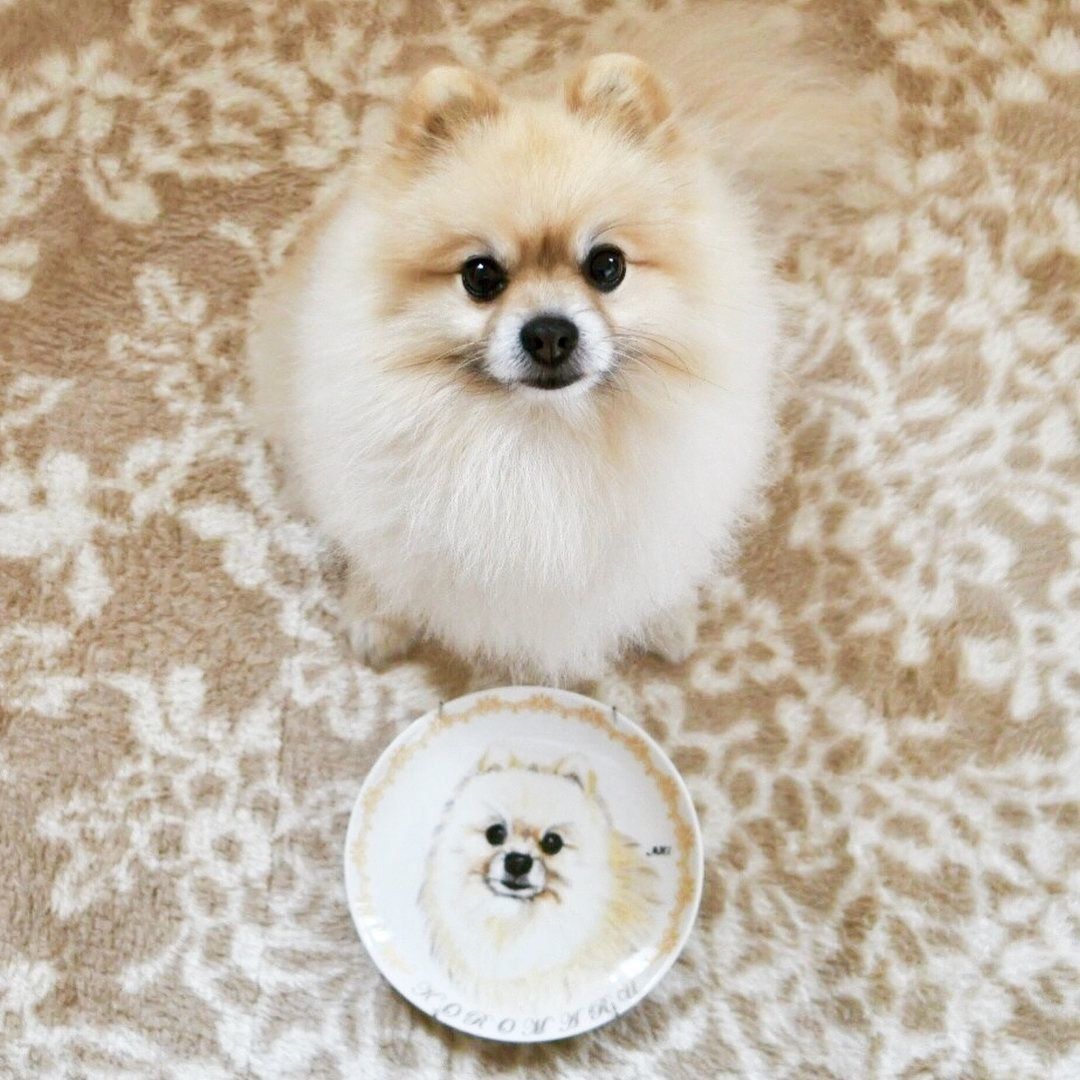 自分の顔で作ってもらったお皿にご満悦のポメラニアンころまるくん