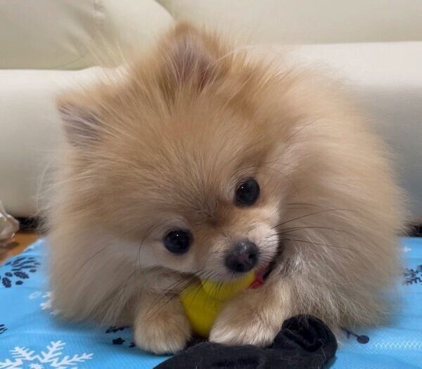 おもちゃで遊ぶなごみちゃん