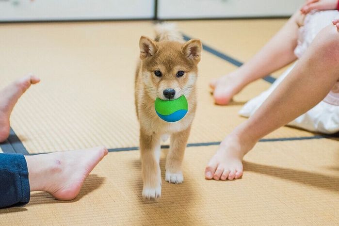ボールで遊ぶテルオくん