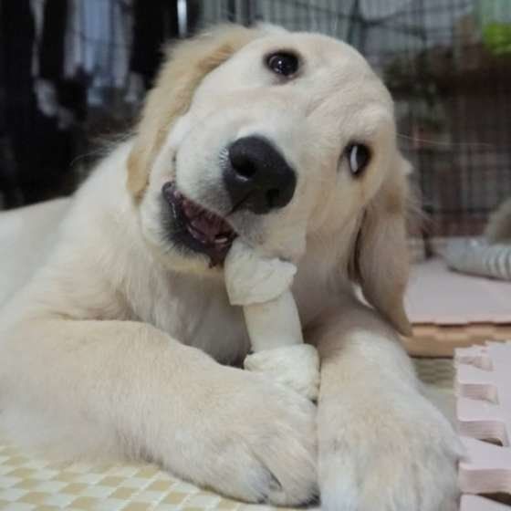 ゴールデン・レトリーバーのレイくん