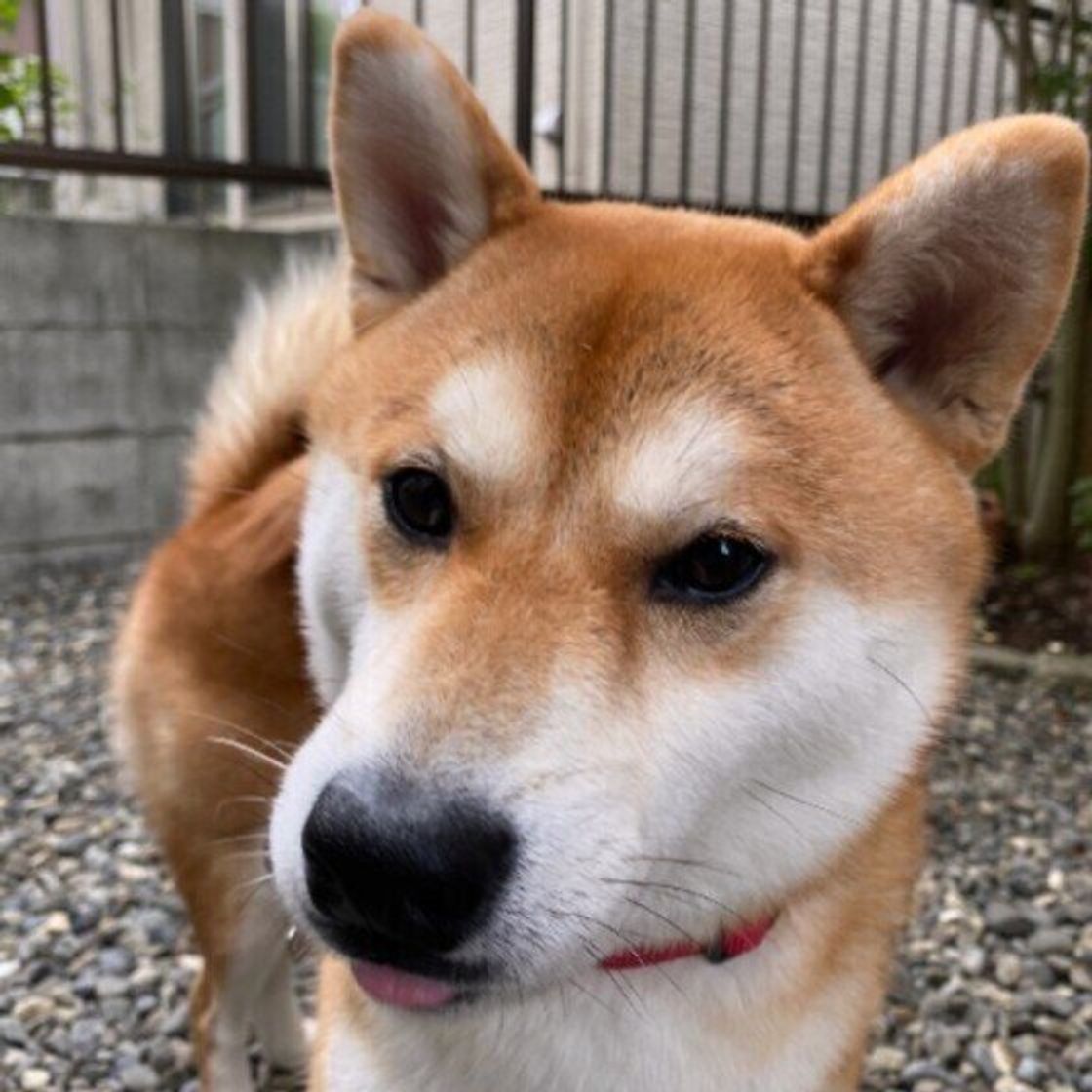 専門家監修 犬が吠える理由は 原因と対処法 しつけのポイント いぬのきもちweb Magazine 専門家監修 犬が吠える理由は 原因と対処法 しつけのポイント いぬのきもちweb Magazine