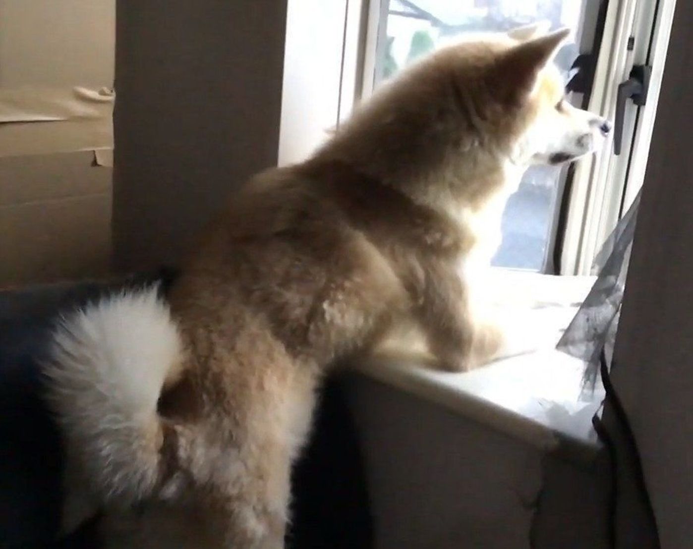 窓辺でたそがれる秋田犬 ひじをつく姿がまるで女子 いぬのきもちweb Magazine 窓辺でたそがれる秋田犬 ひじをつく姿がまるで女子 いぬのきもちweb Magazine