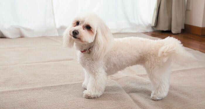 脱毛を撮影する場合