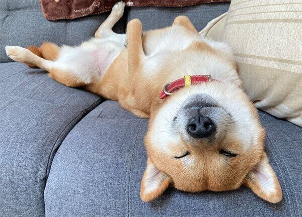 ヘソ天するまるくん